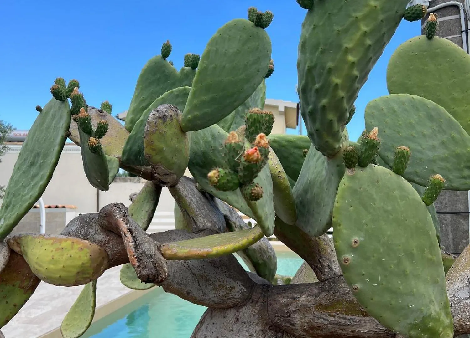 Heloros Holiday Villas - Villa Garden Chic Lido di Noto